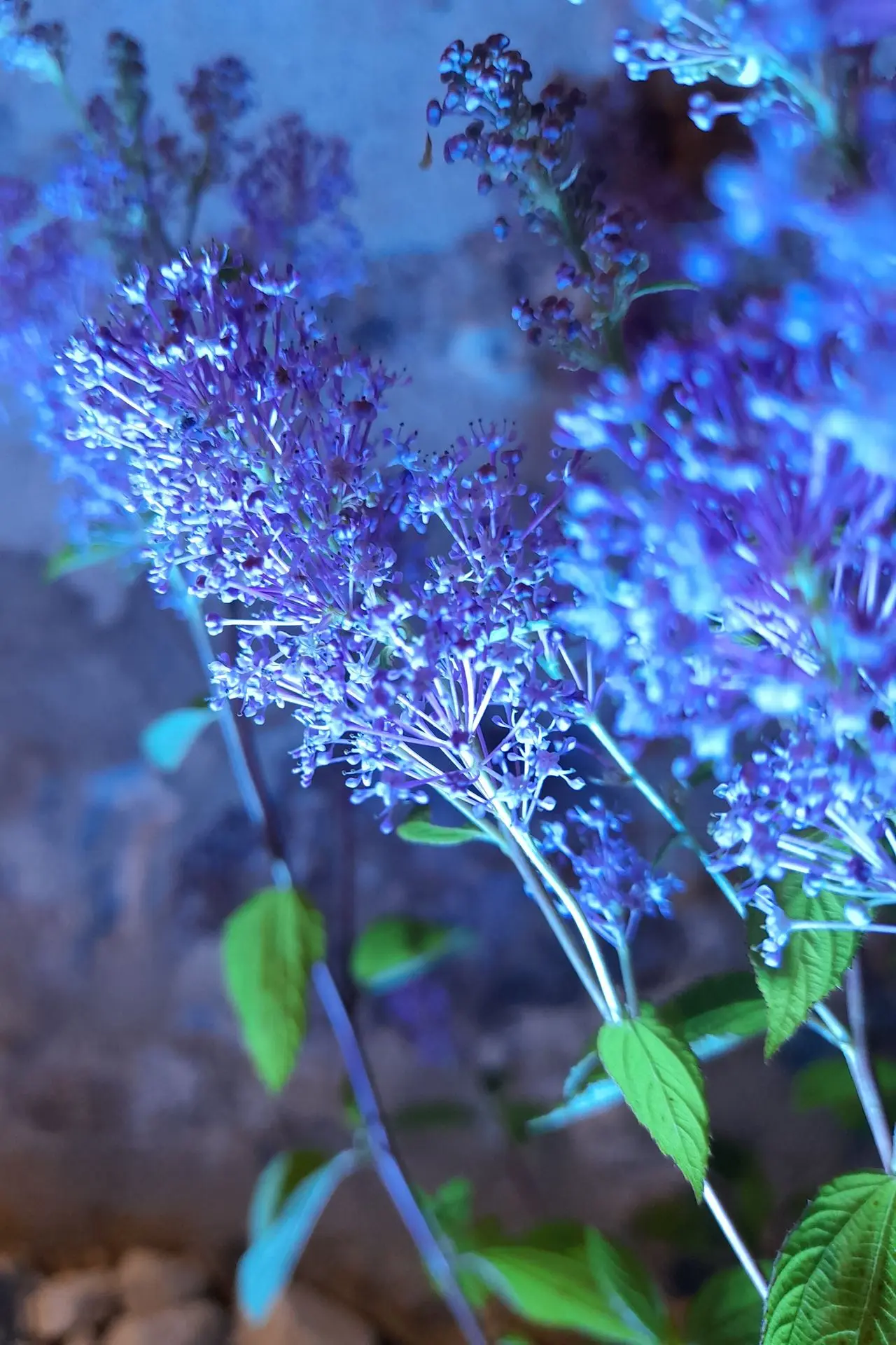 Plante éclairée à l'aide d'un spot piquet de couleur bleu